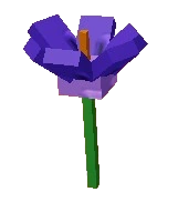 Crocus